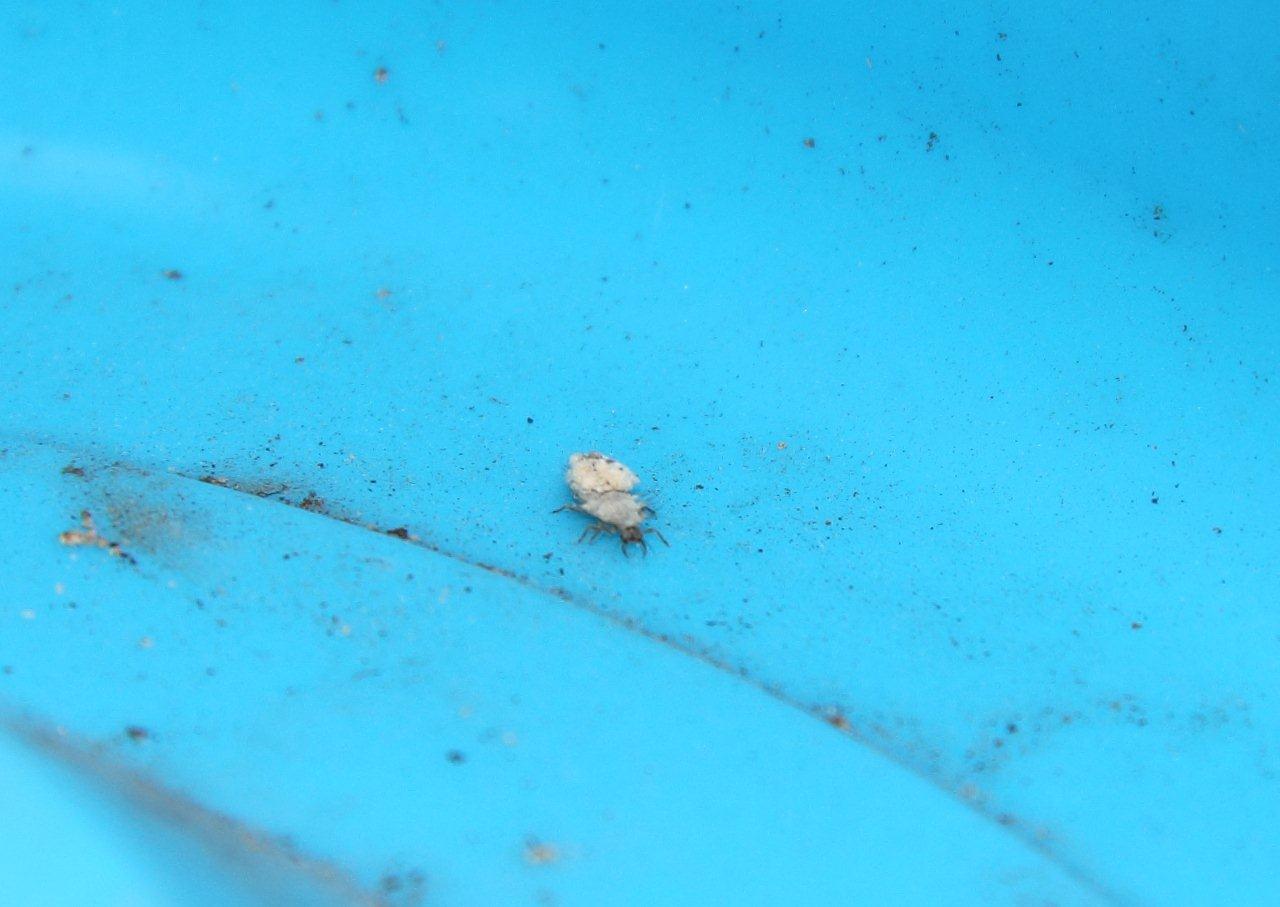 Larva di neurottero (Non  la solita Dichochrysa)